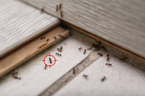 Best Ant Control Services  in Lincoln, AR
