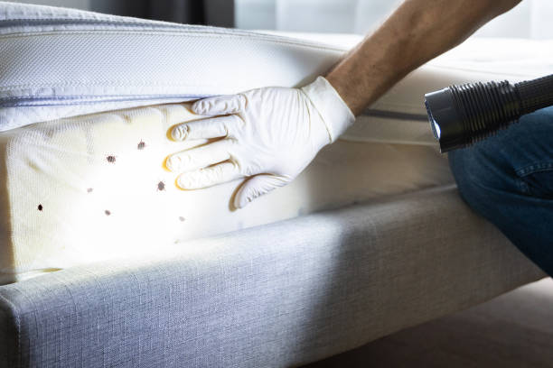 Best Mosquito Control Services  in Lincoln, AR