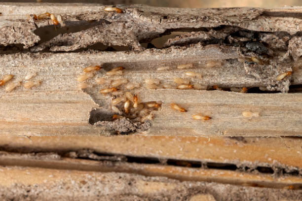 Best Insect Control  in Lincoln, AR